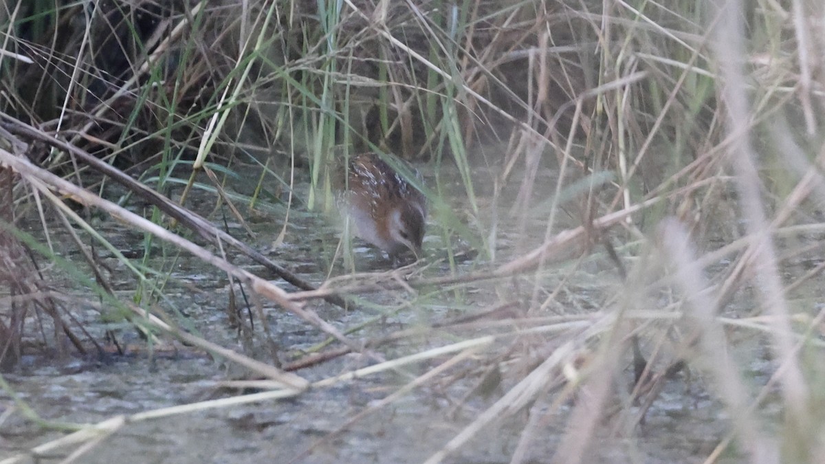 Baillon's Crake - ML612321189