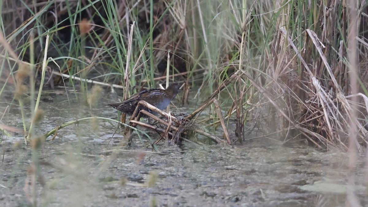 Baillon's Crake - ML612321192