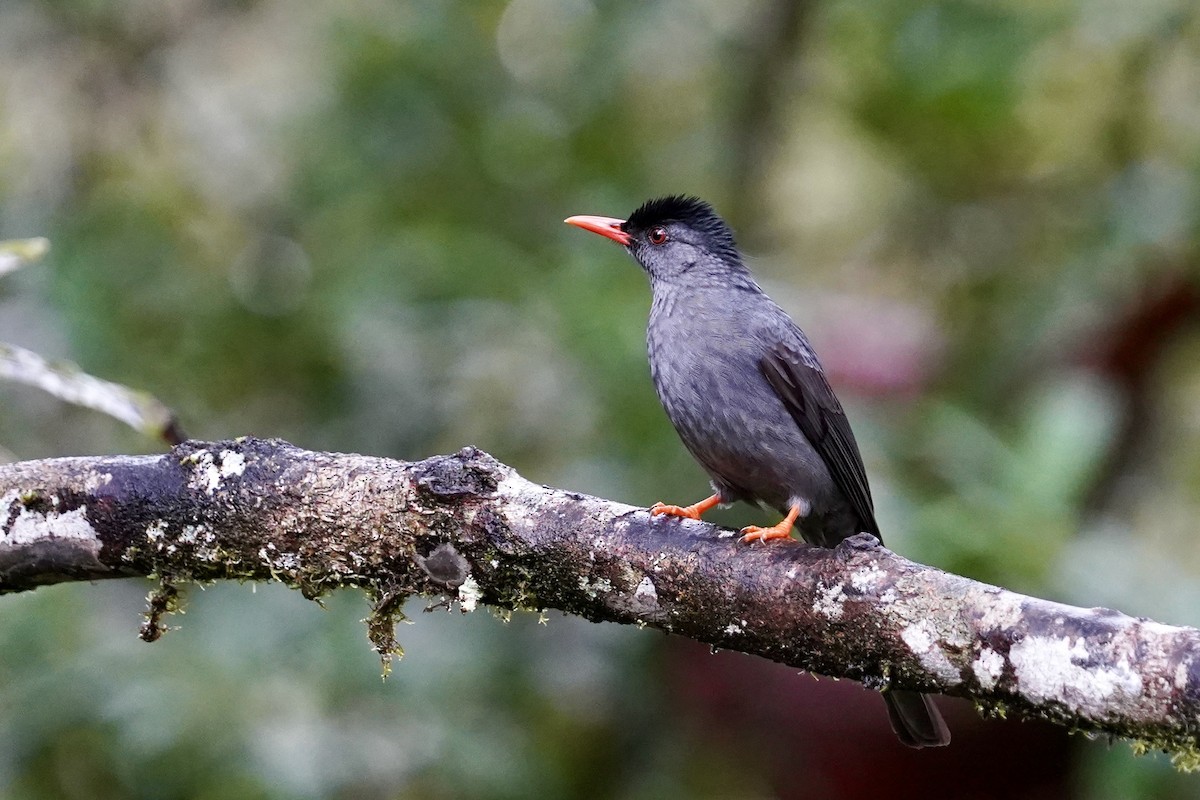 Square-tailed Bulbul - ML612321232