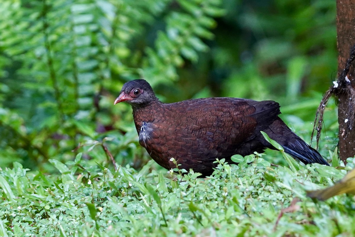 Sri Lanka Spurfowl - ML612321262