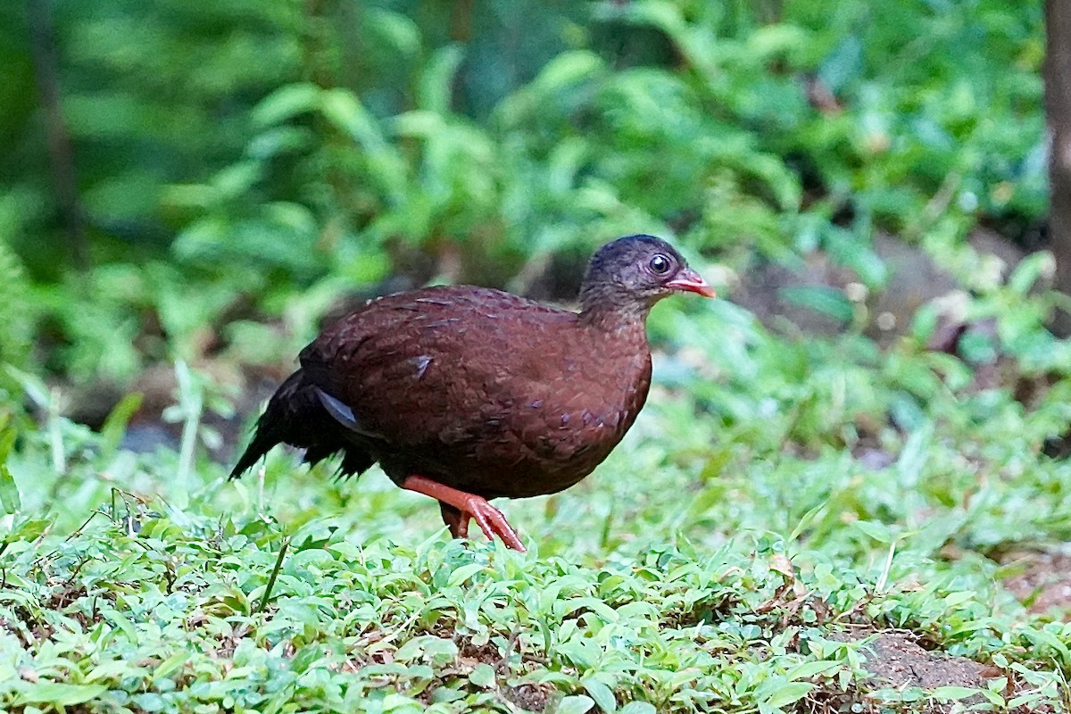 Sri Lanka Spurfowl - ML612321263