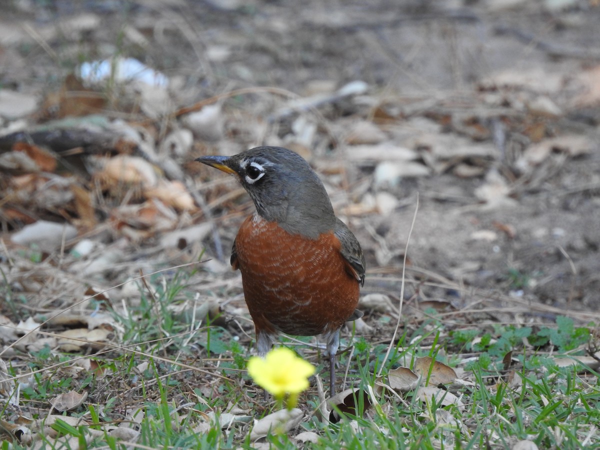 American Robin - ML612321269