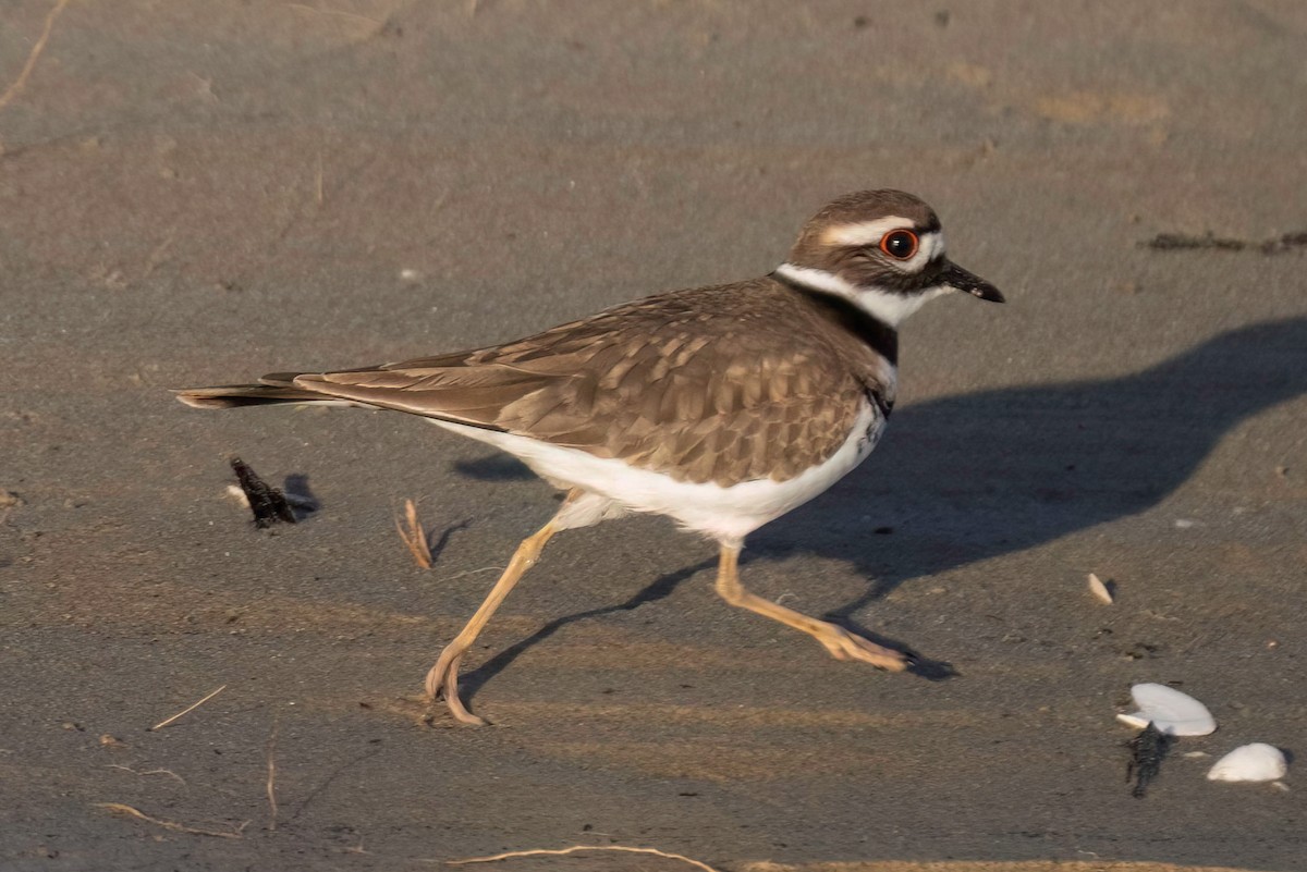 Killdeer - ML612321311