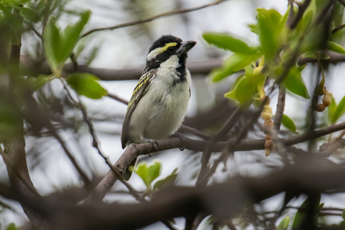 Pied Barbet - ML612321344