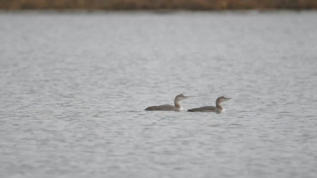 Plongeon à bec blanc - ML612321418