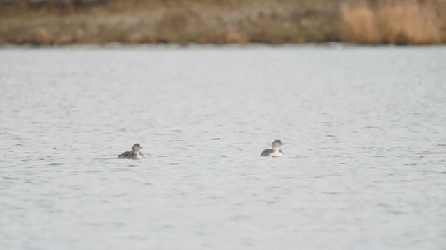 Plongeon à bec blanc - ML612321419