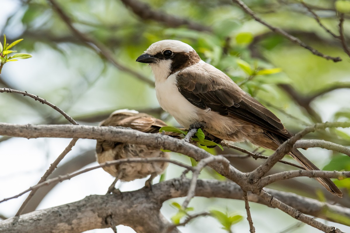 White-crowned Shrike - ML612321427
