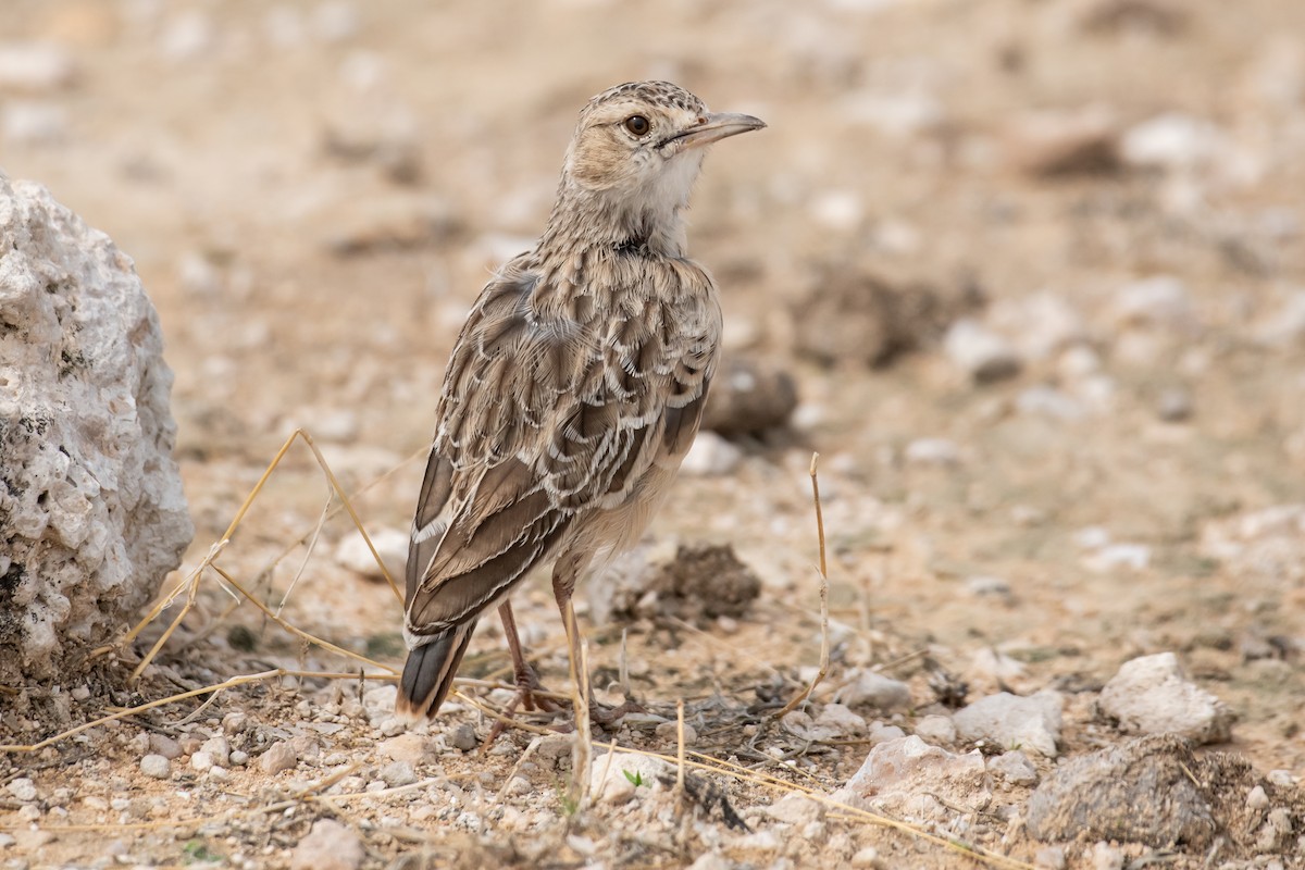 Spike-heeled Lark (Spike-heeled) - Dominic More O’Ferrall