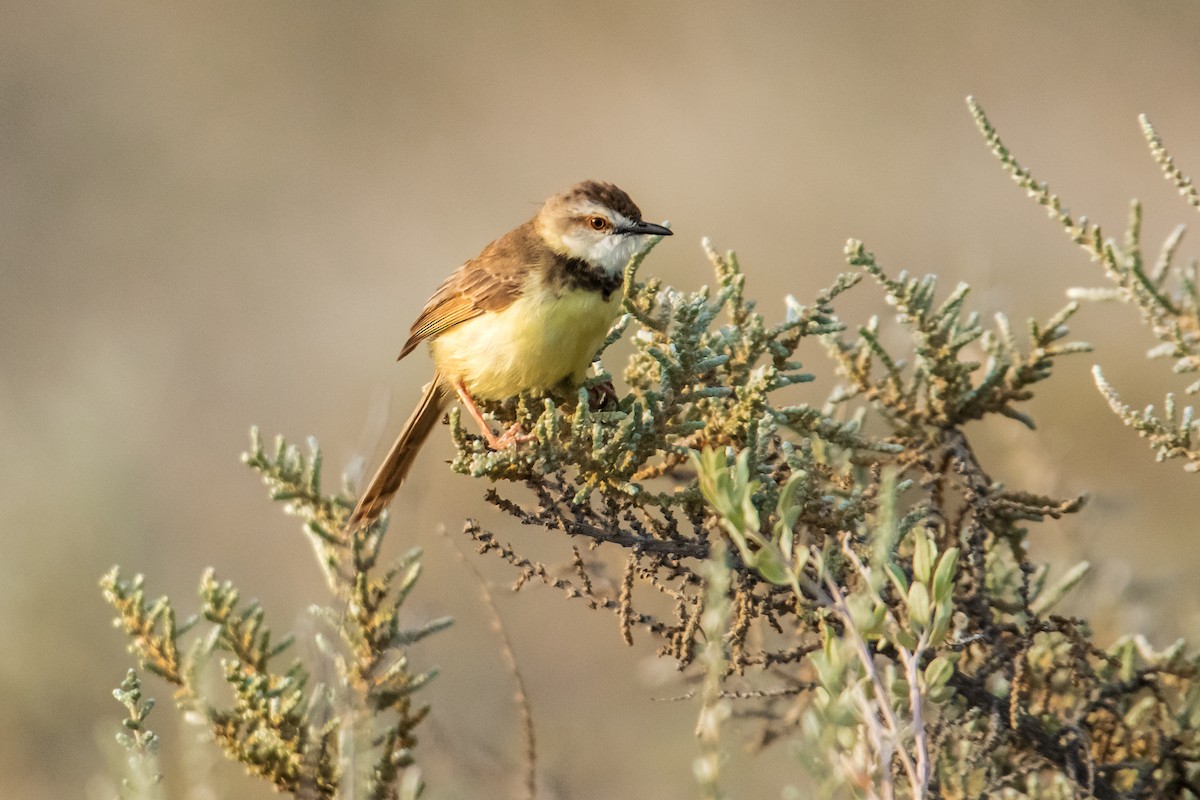 Black-chested Prinia - ML612321550