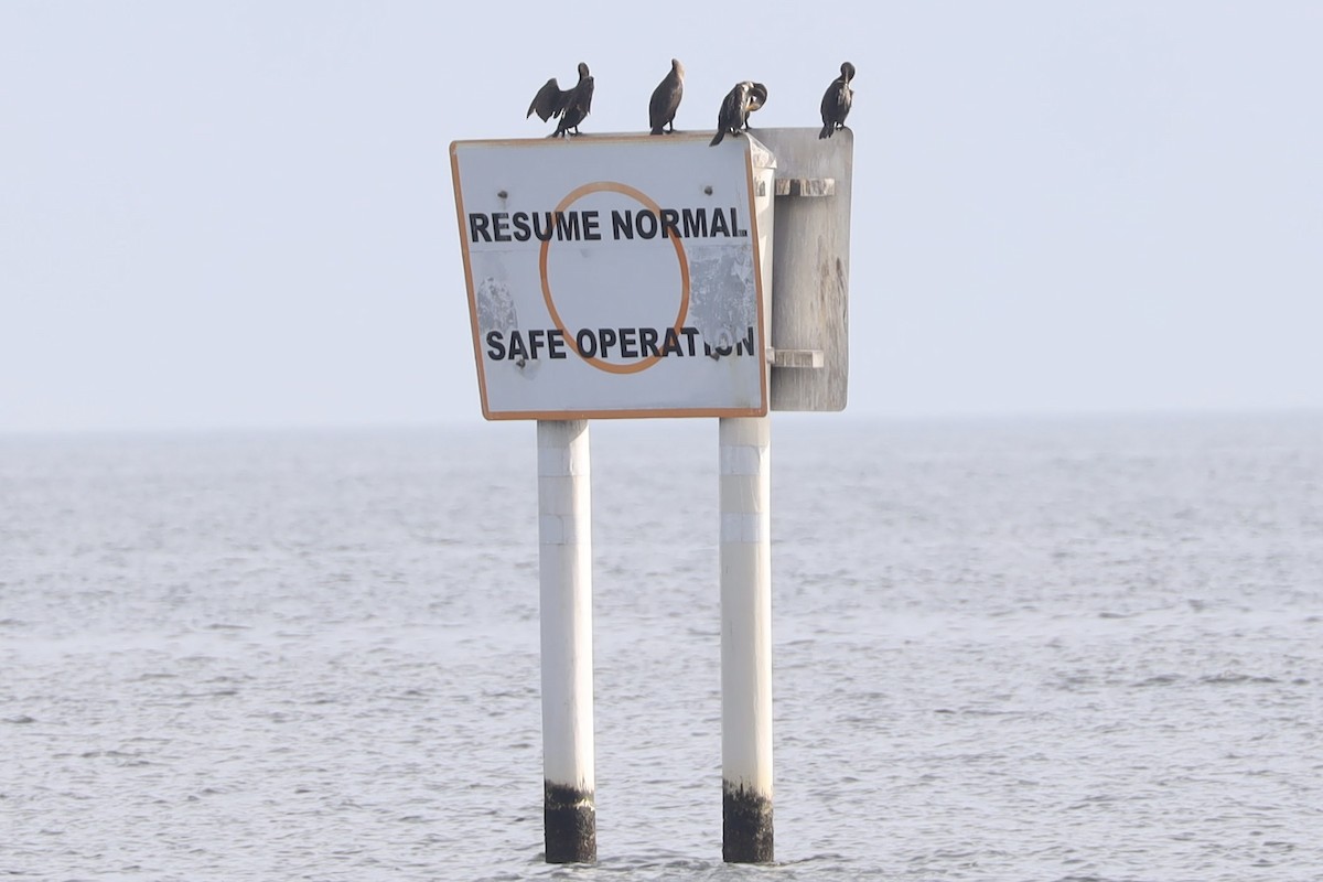 Double-crested Cormorant - ML612321562