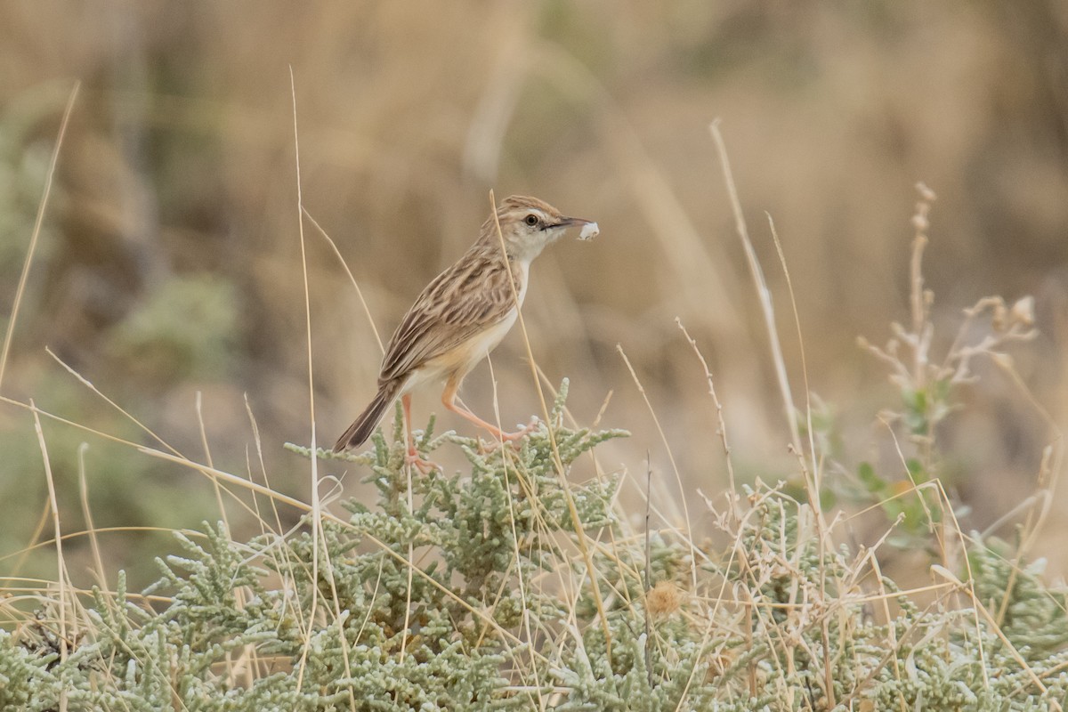 Desert Cisticola - ML612321582