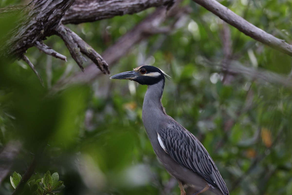 Martinete Coronado (grupo violacea) - ML612321587