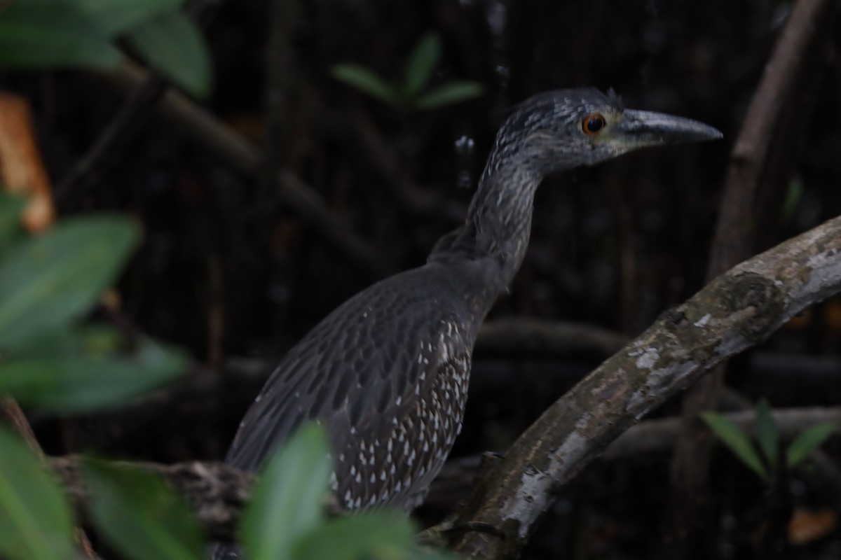 Martinete Coronado (grupo violacea) - ML612321591