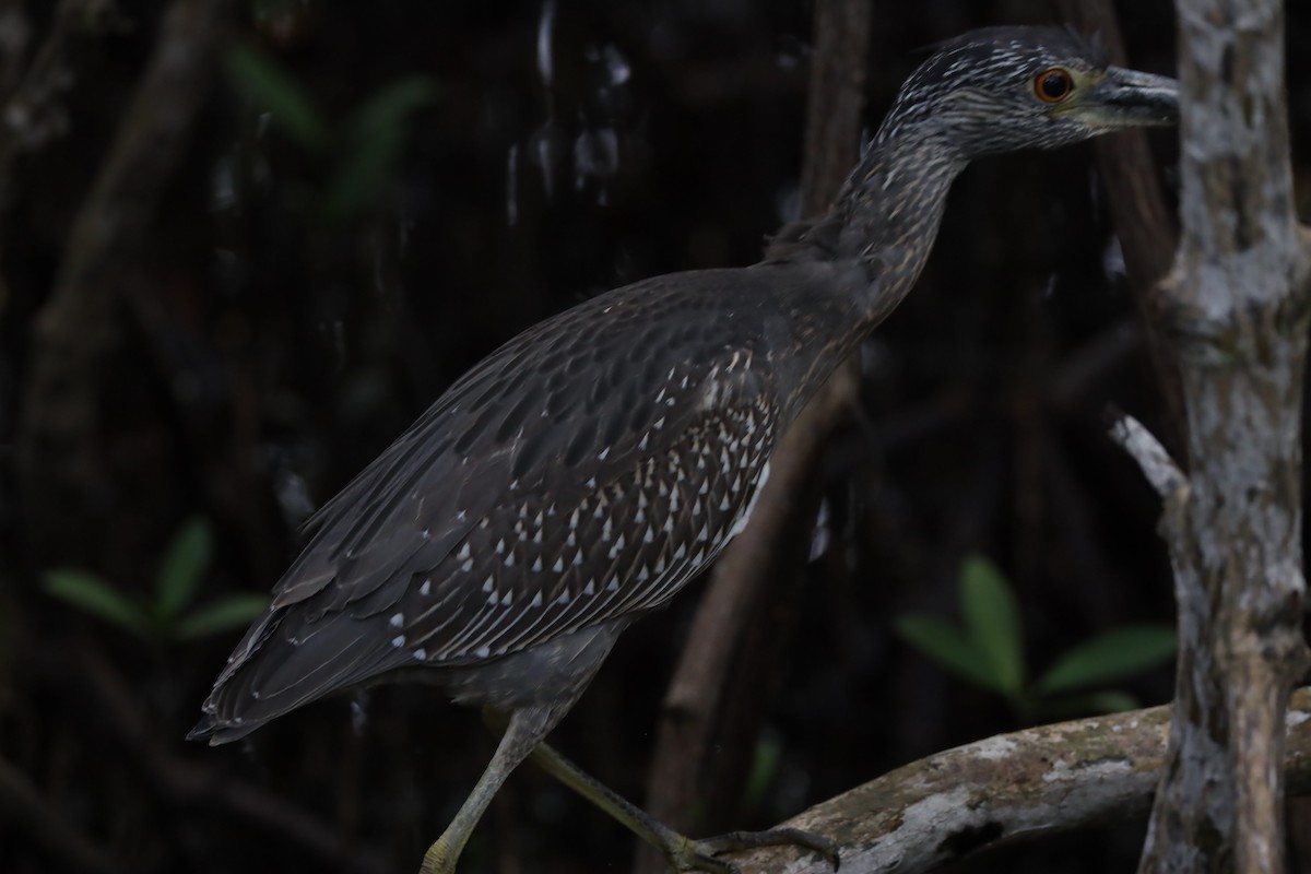 Yellow-crowned Night Heron (Yellow-crowned) - ML612321592