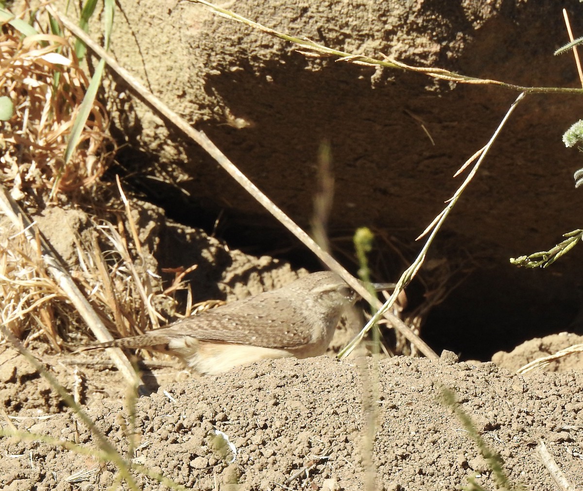 Rock Wren - ML612321653