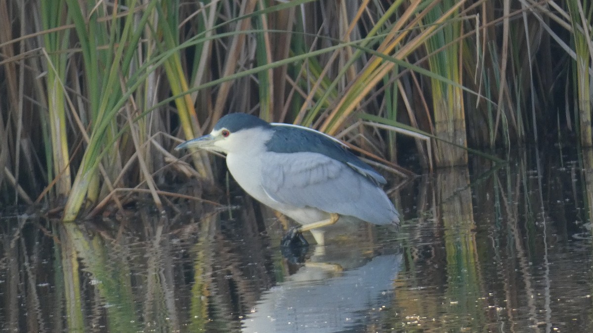 Black-crowned Night Heron - ML612321665