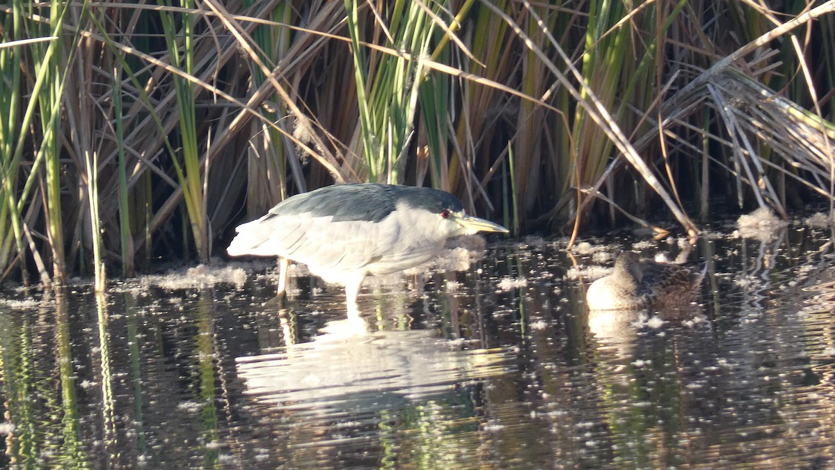 Black-crowned Night Heron - ML612321666