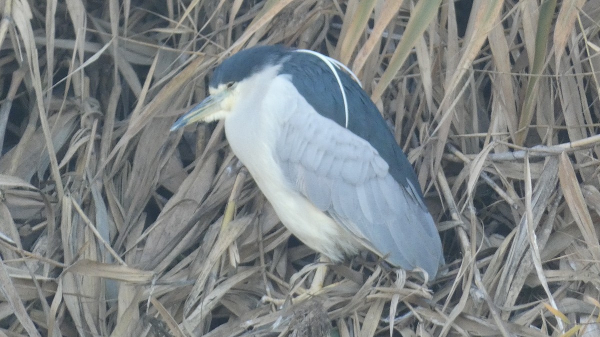 Black-crowned Night Heron - ML612321667