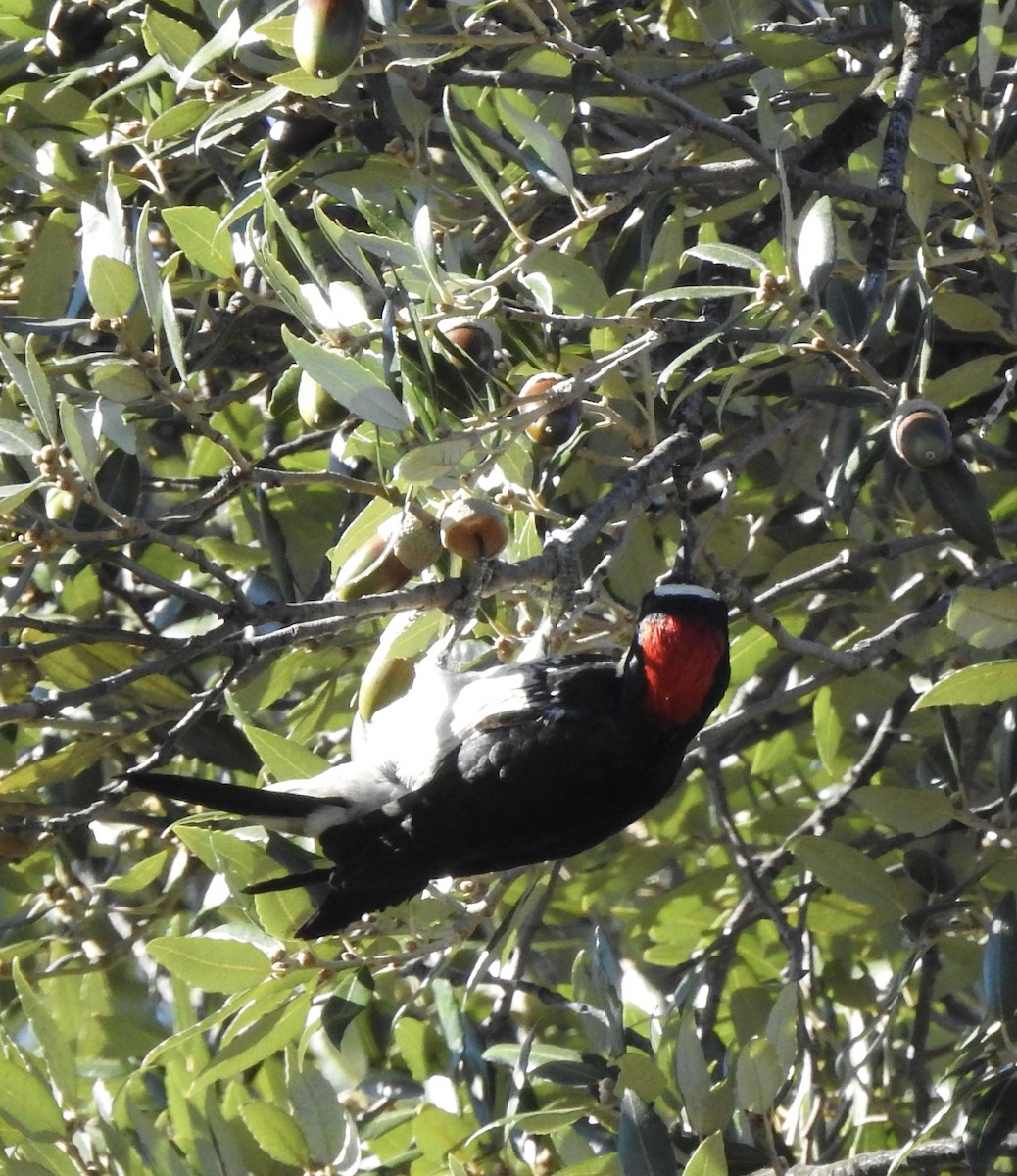 Acorn Woodpecker - ML612321727