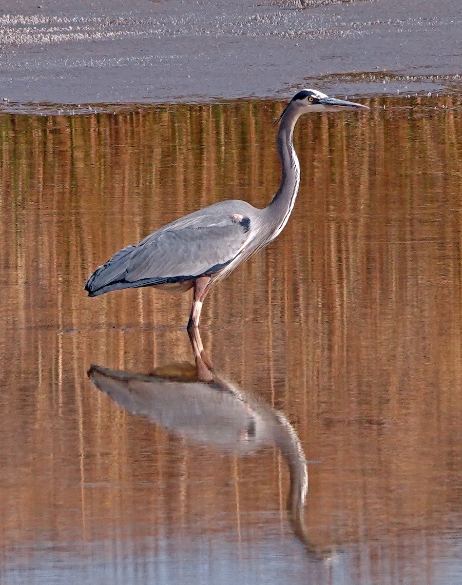 Great Blue Heron - ML612321749