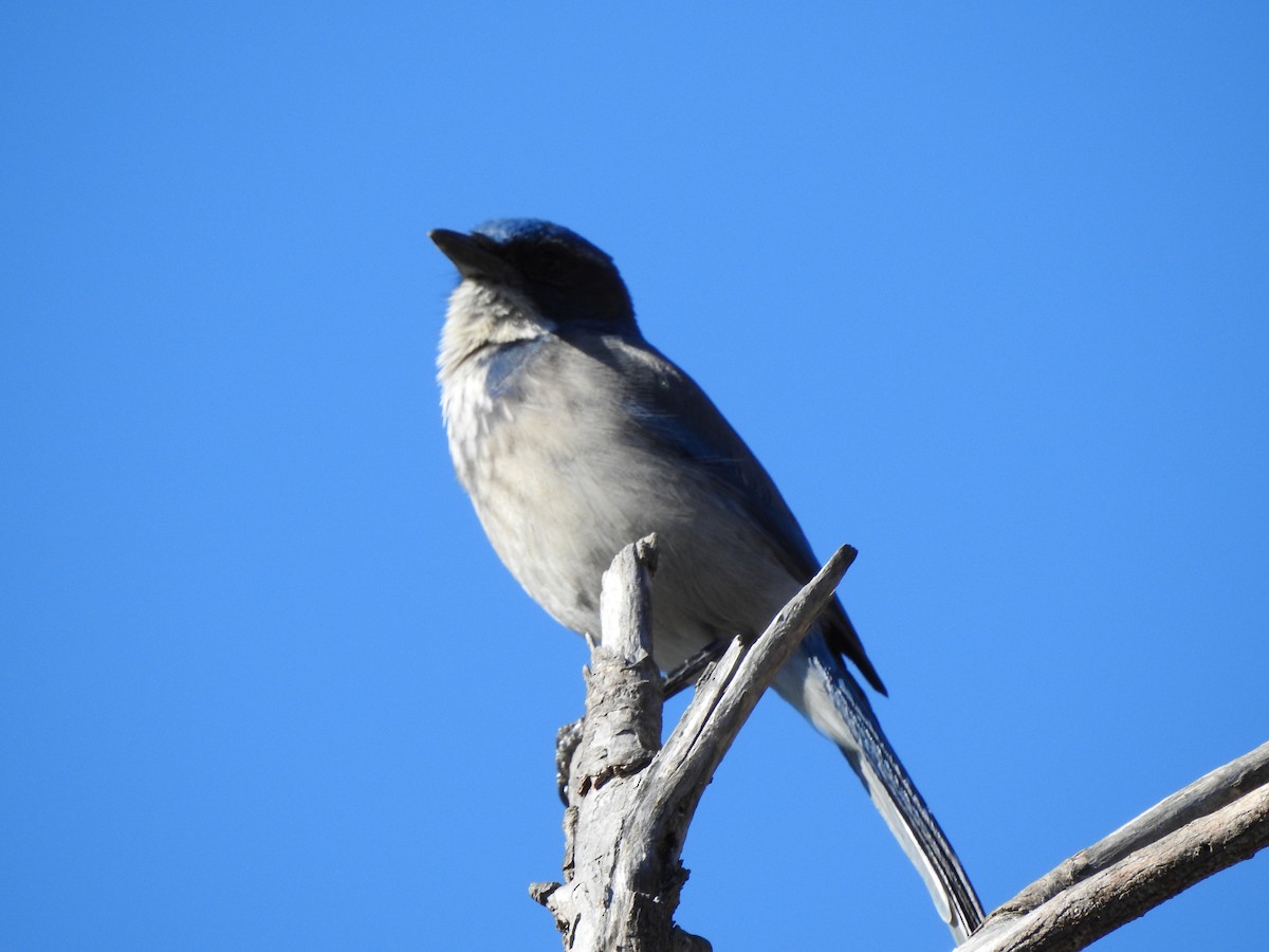 California Scrub-Jay - ML612321841