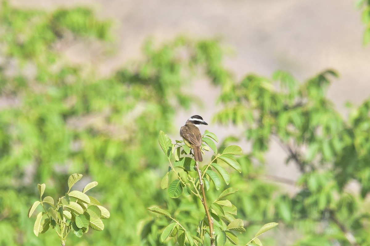 Great Kiskadee - ML612321870