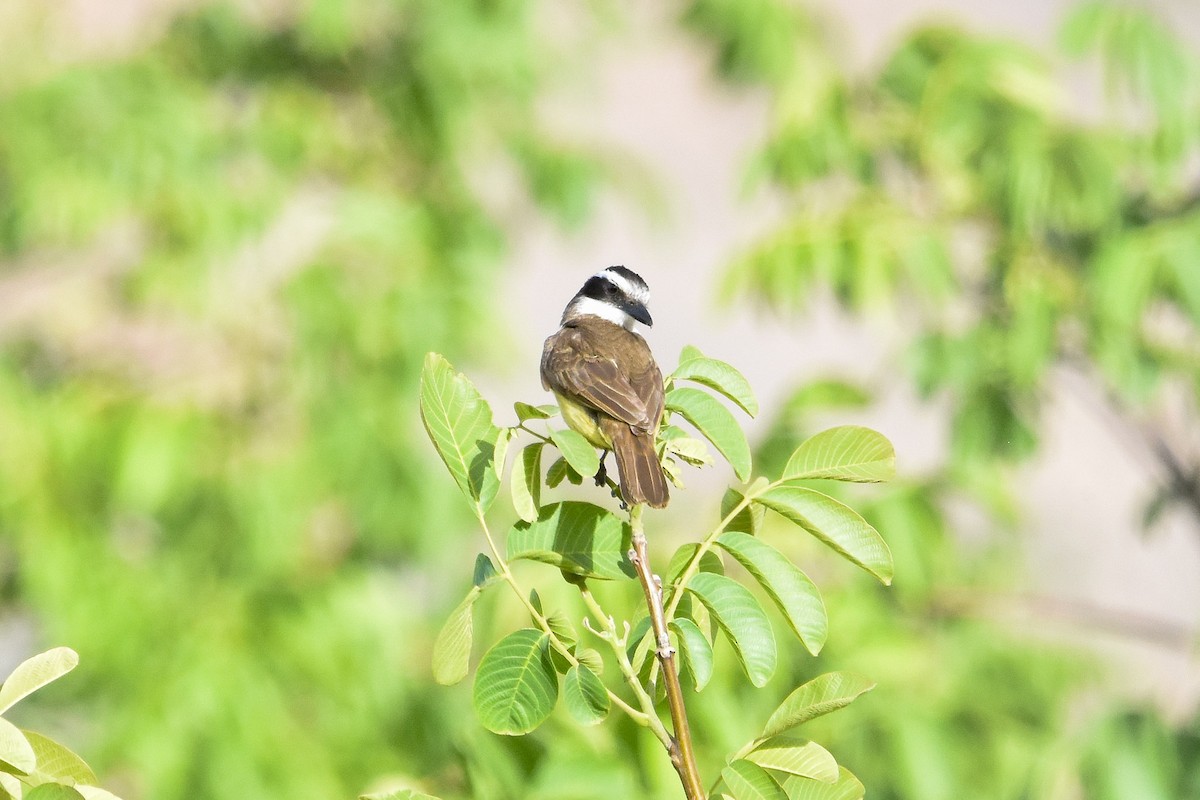 Great Kiskadee - ML612321871
