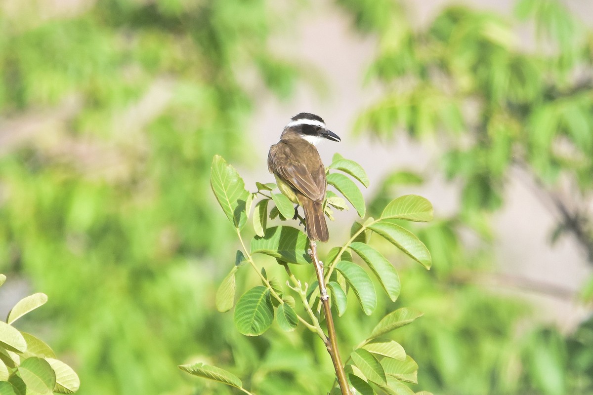 Great Kiskadee - ML612321872