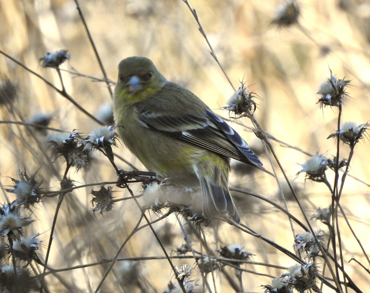 Lesser Goldfinch - ML612321880