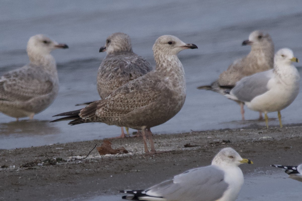 Gaviota Argéntea - ML612322002