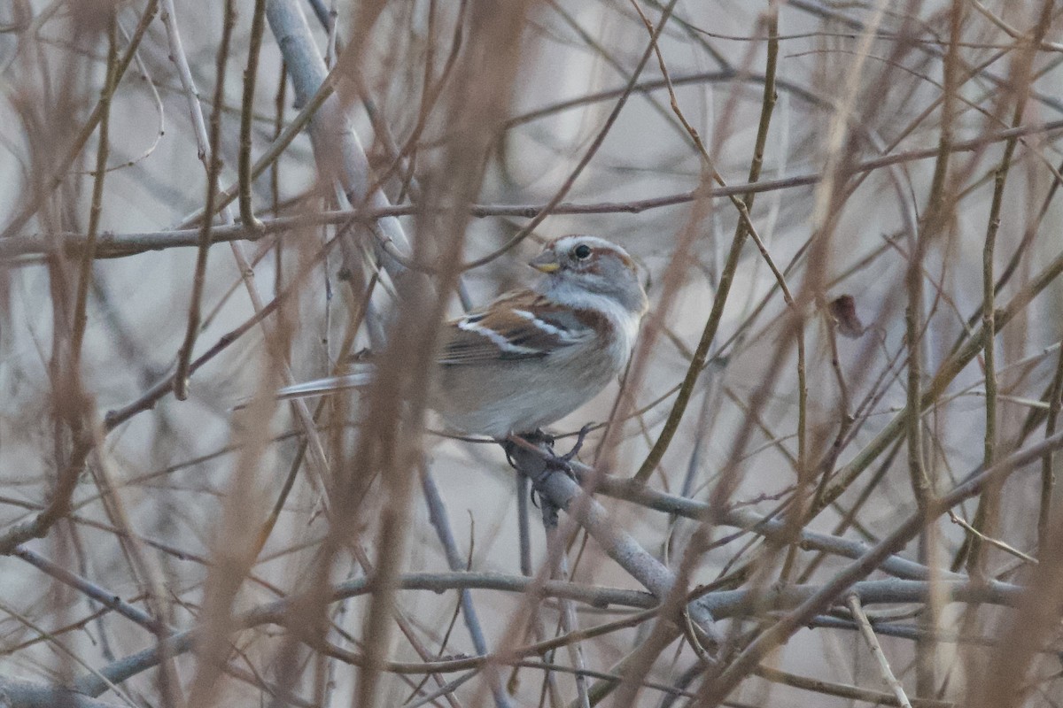 American Tree Sparrow - ML612322008