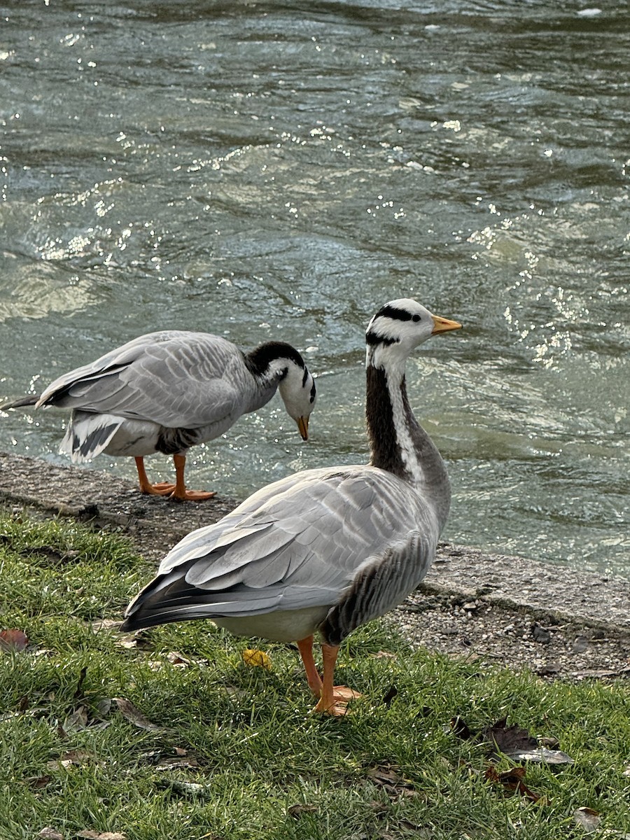 Bar-headed Goose - ML612322029