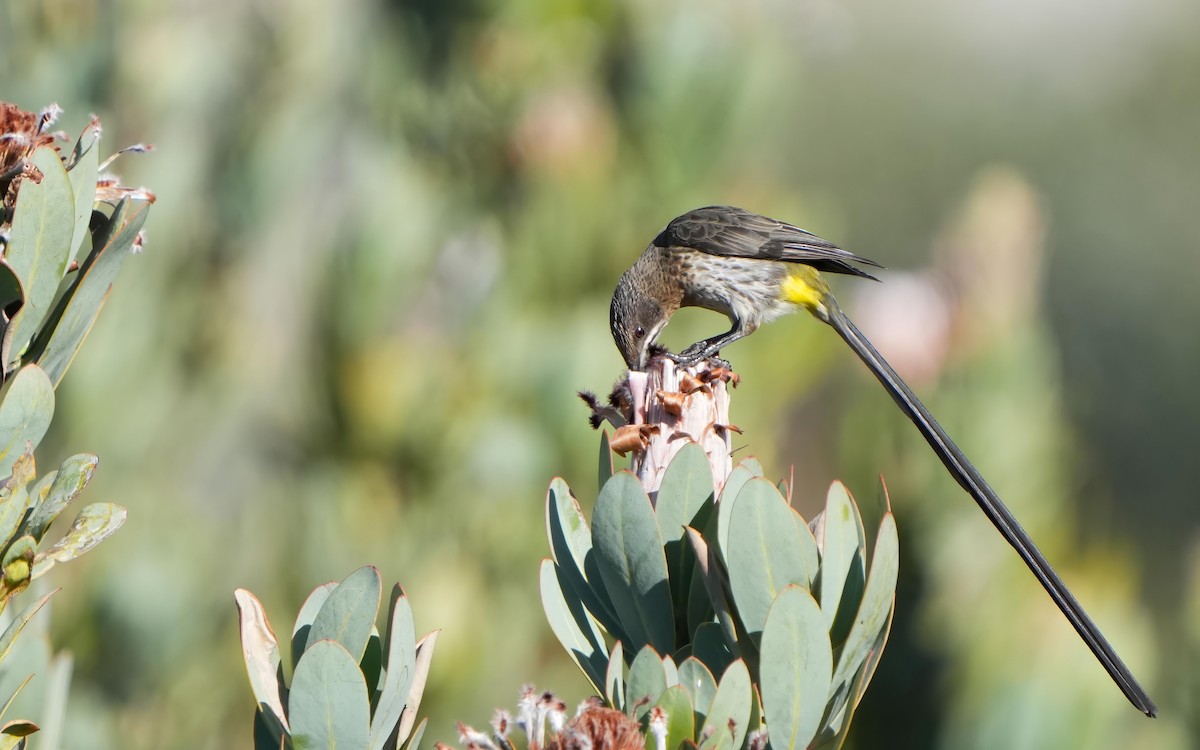 Cape Sugarbird - ML612322034