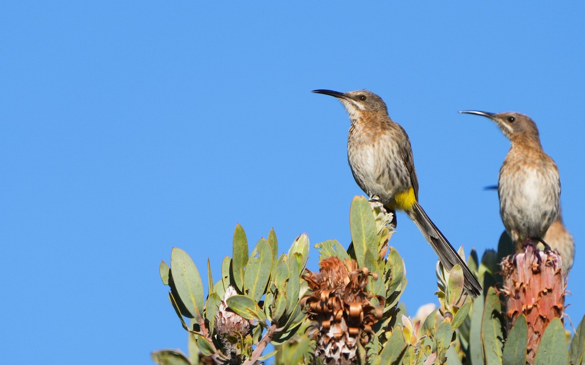 Cape Sugarbird - ML612322035