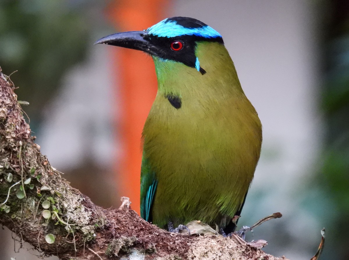 Andean Motmot - Sara Gravatt-Wimsatt