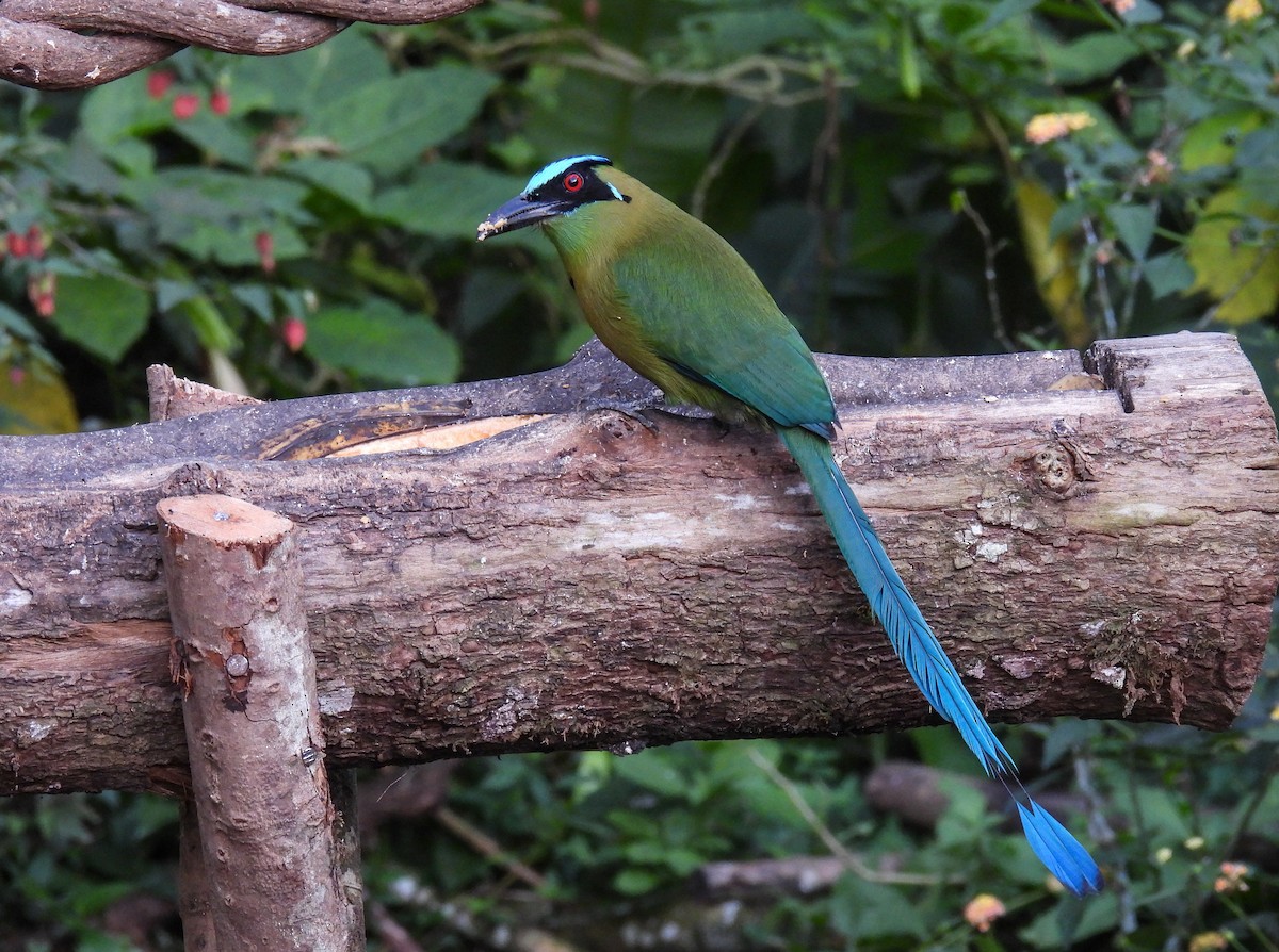 Motmot d'Équateur - ML612322051