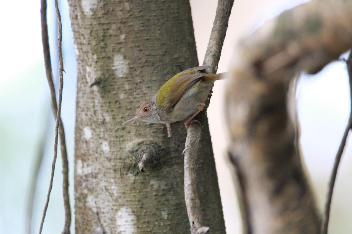 Common Tailorbird - ML612322081