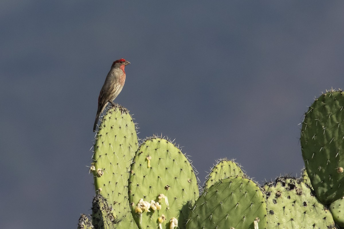 House Finch - ML612322082