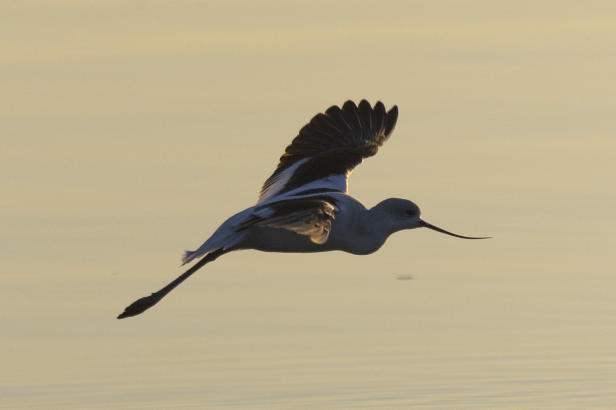 American Avocet - ML612322150