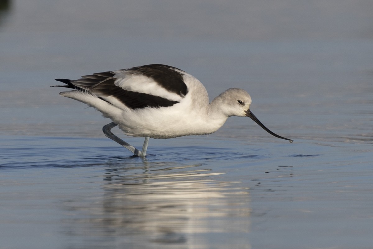 American Avocet - ML612322151