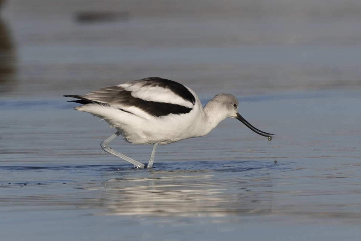 American Avocet - ML612322152