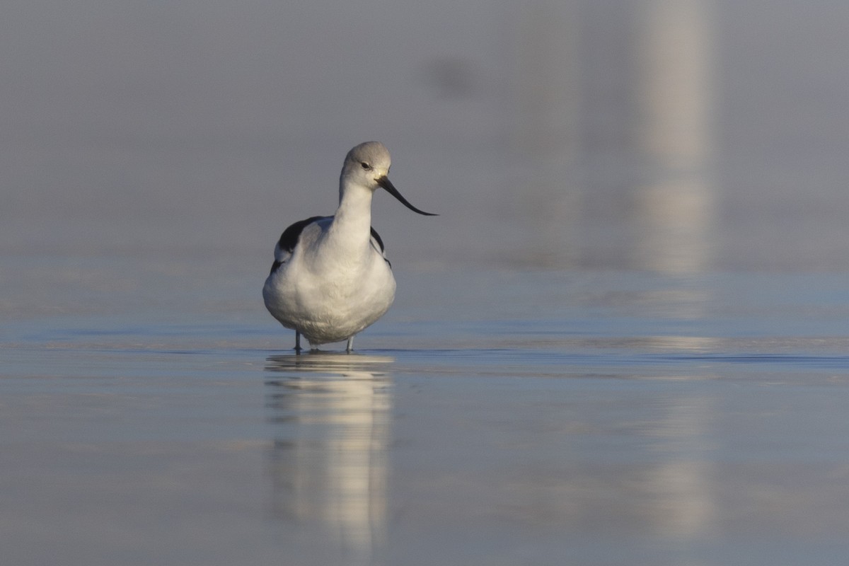 American Avocet - ML612322153