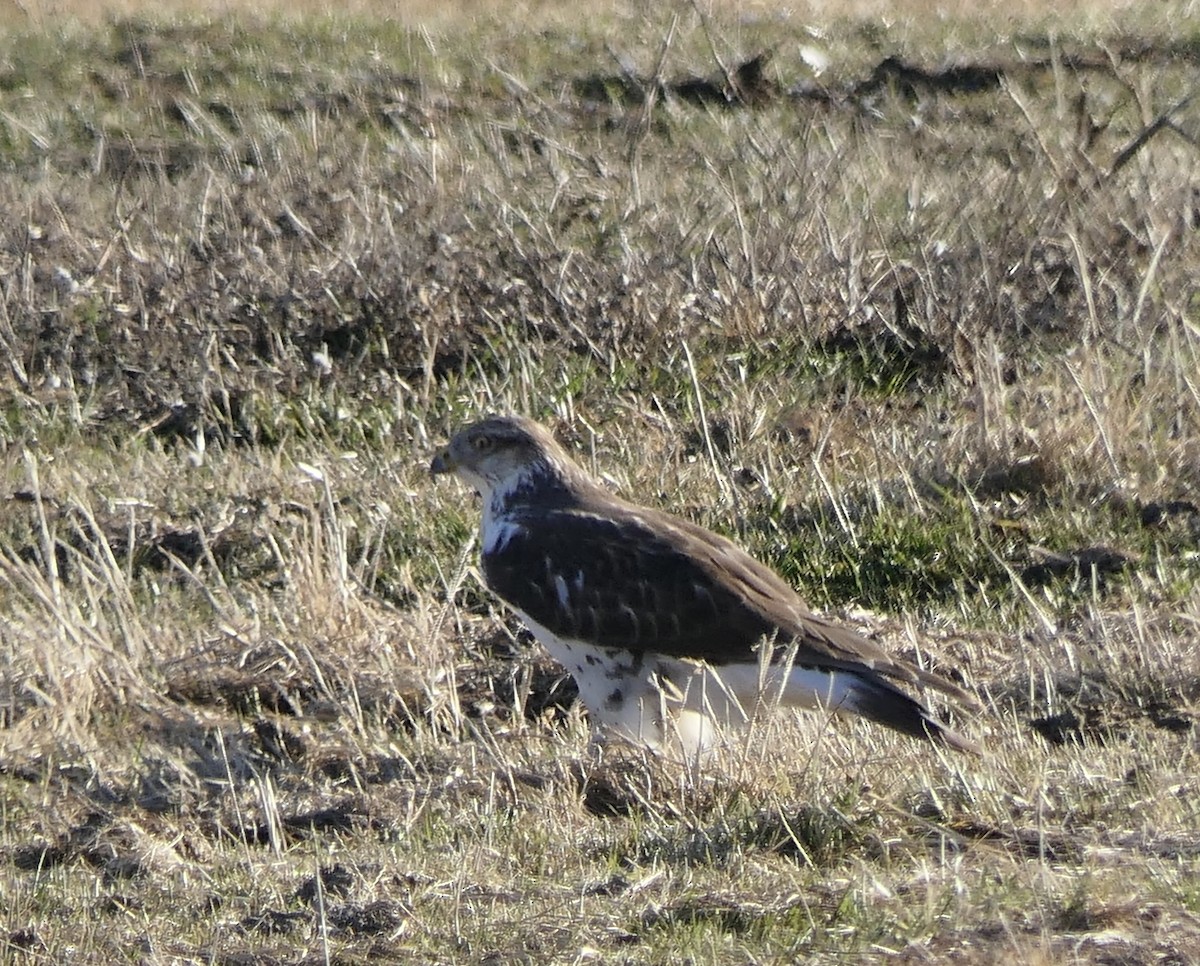 Königsbussard - ML612322168