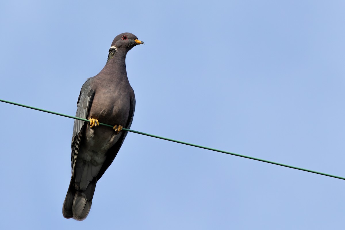 Band-tailed Pigeon - ML612322177