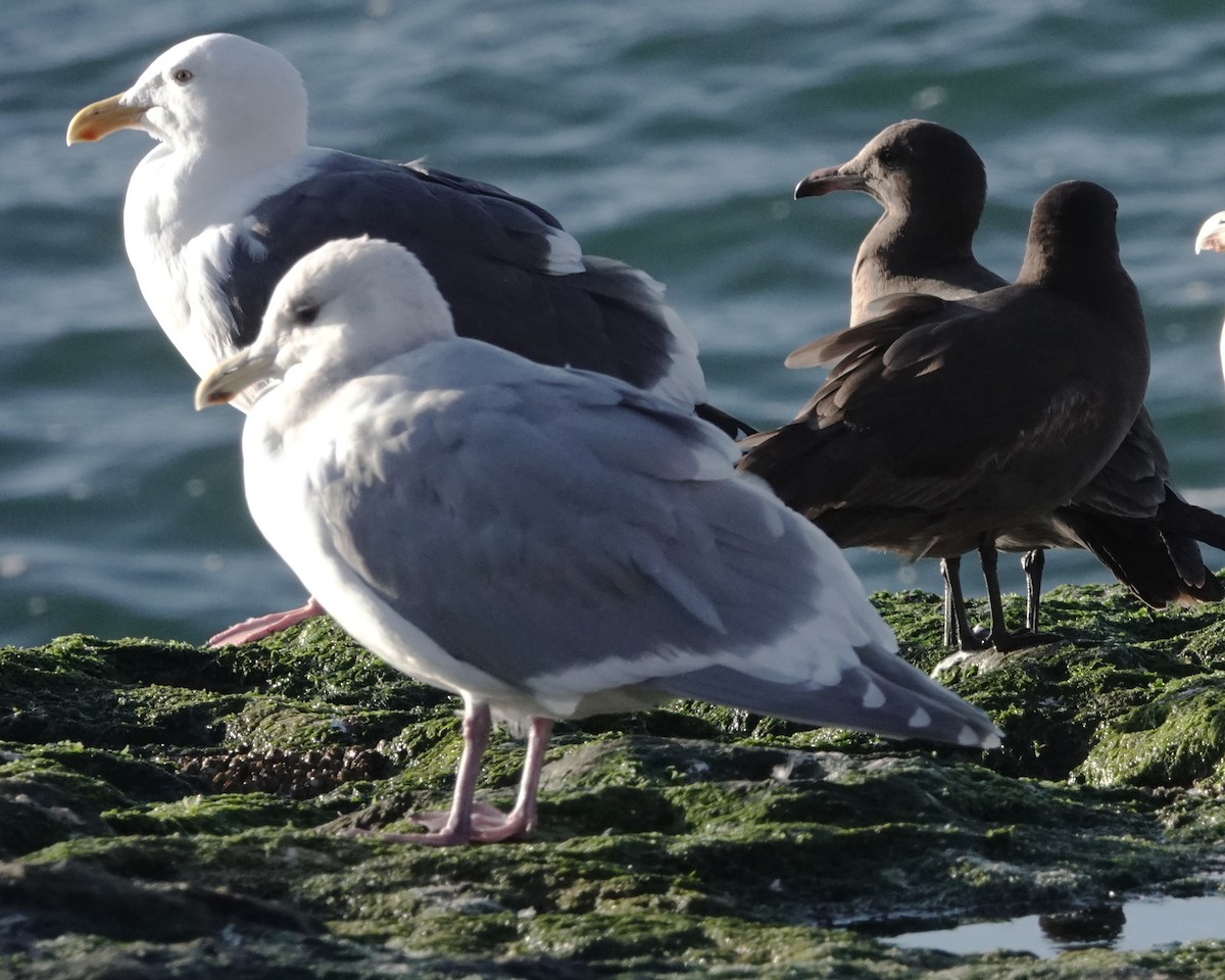 Goéland à ailes grises - ML612322180