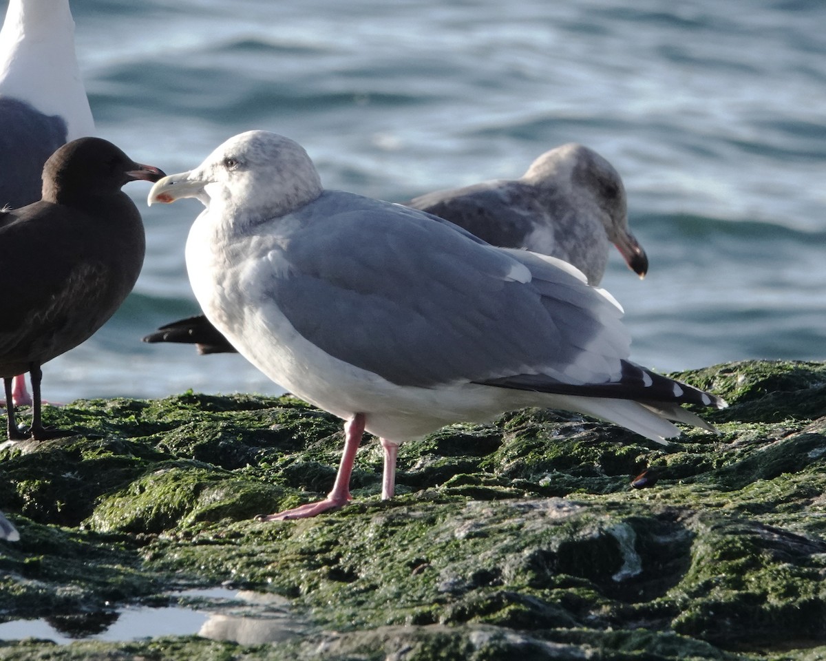 Gaviota Argéntea - ML612322198