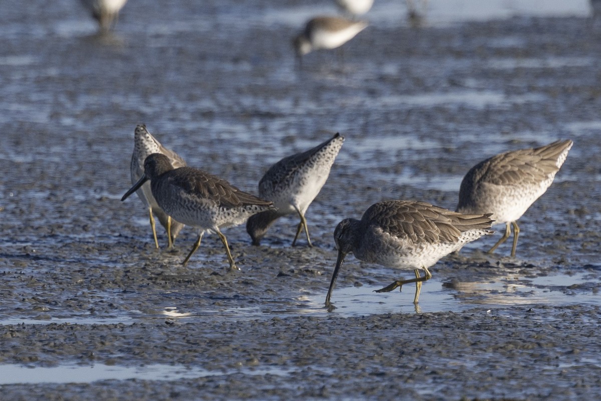 Long-billed Dowitcher - ML612322231