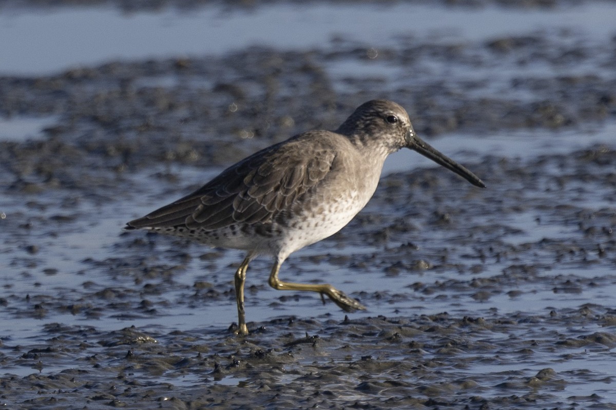 Long-billed Dowitcher - ML612322233