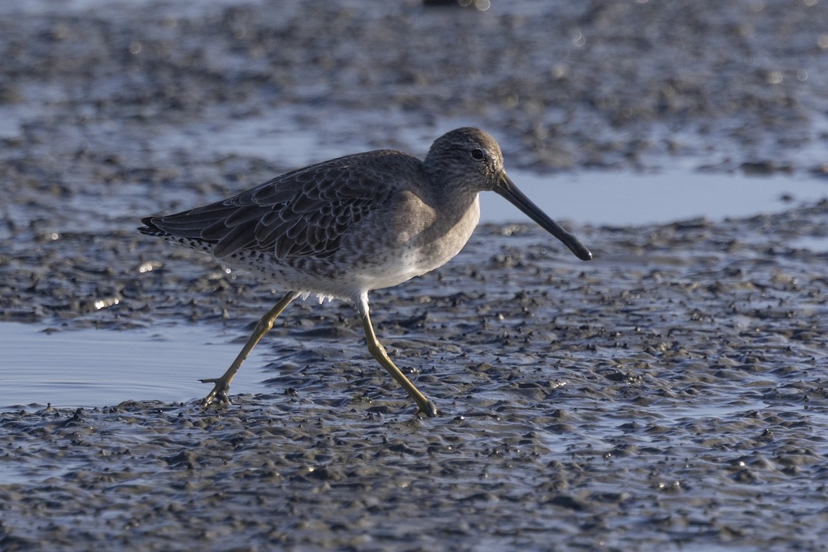 Long-billed Dowitcher - ML612322235
