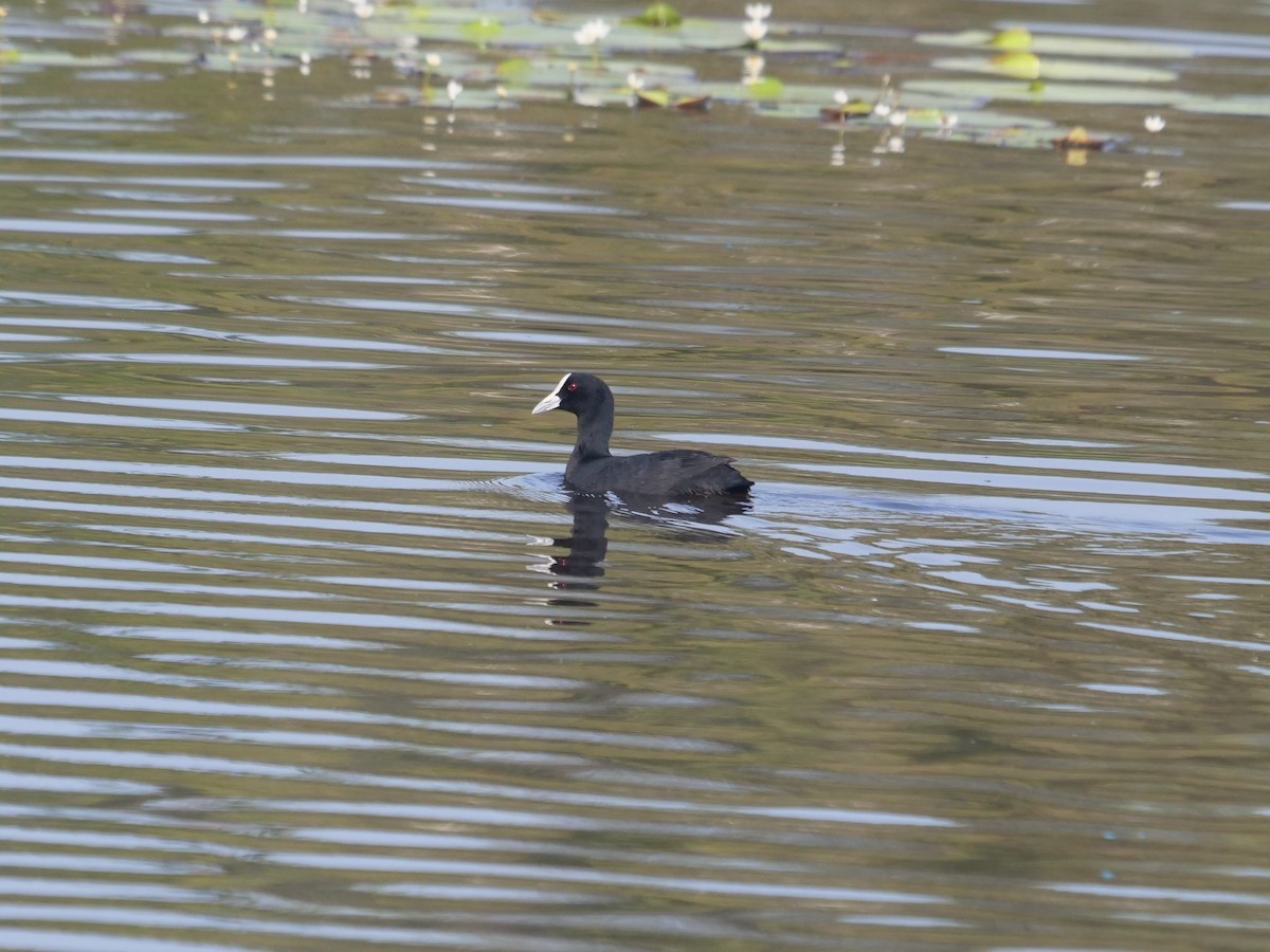 Eurasian Coot - ML612322250